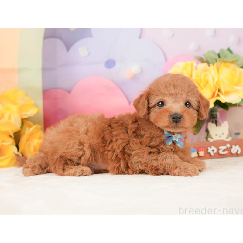 販売中の静岡県のトイプードル-442020の5枚目