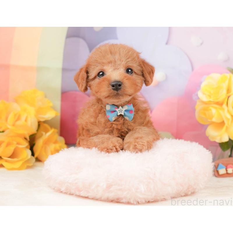 販売中の静岡県のトイプードル-442020の4枚目