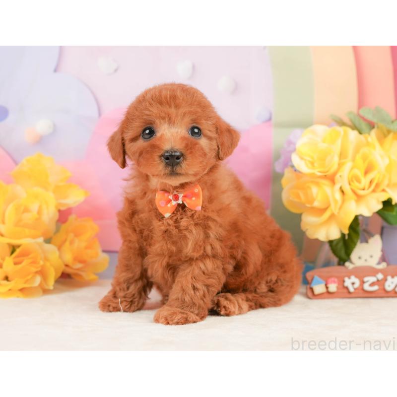 販売中の静岡県のトイプードル-442016の10枚目