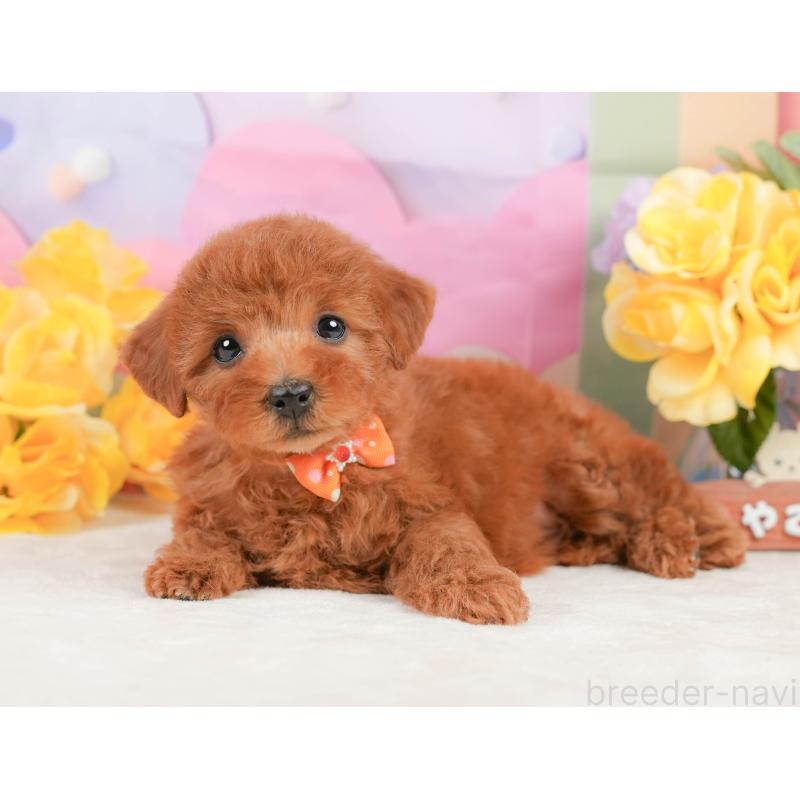 販売中の静岡県のトイプードル-442016の9枚目