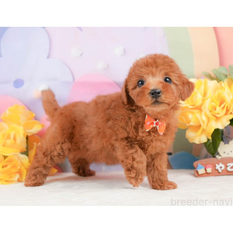 販売中の静岡県のトイプードル-442016の8枚目