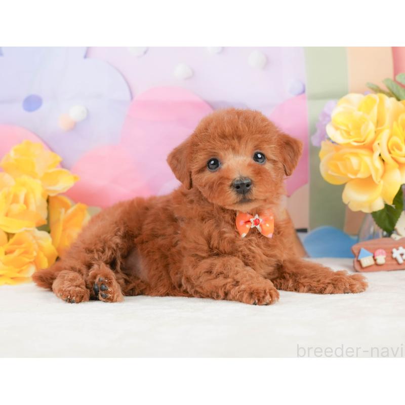 販売中の静岡県のトイプードル-442016の7枚目