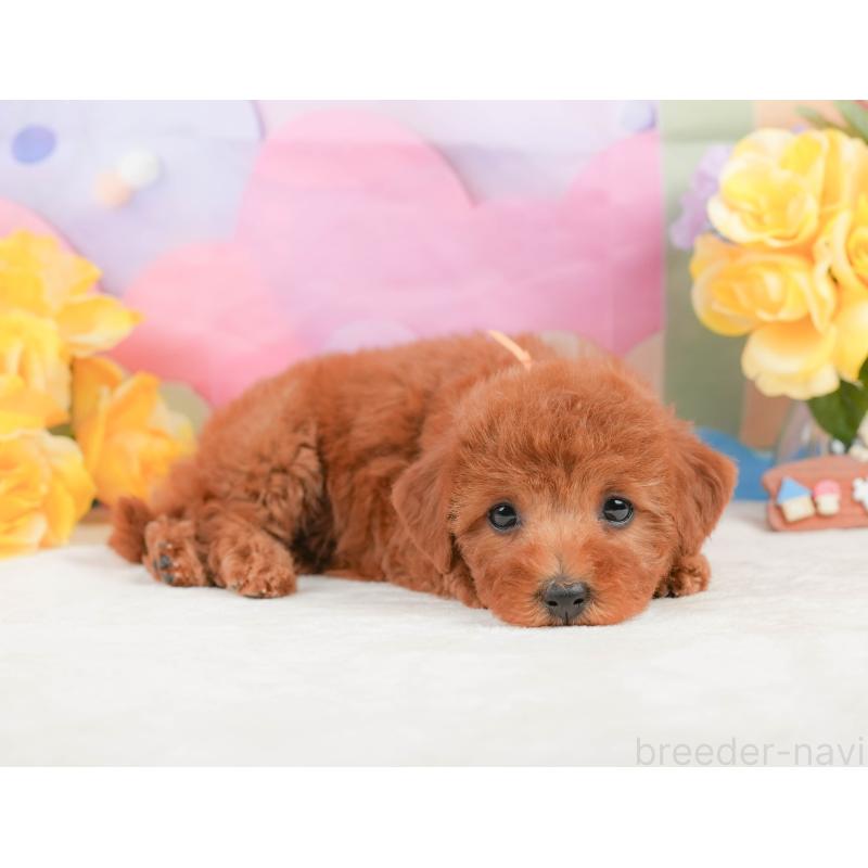 販売中の静岡県のトイプードル-442016の6枚目