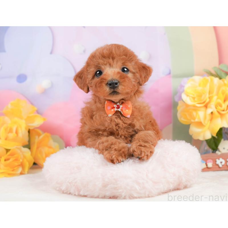 販売中の静岡県のトイプードル-442016の5枚目