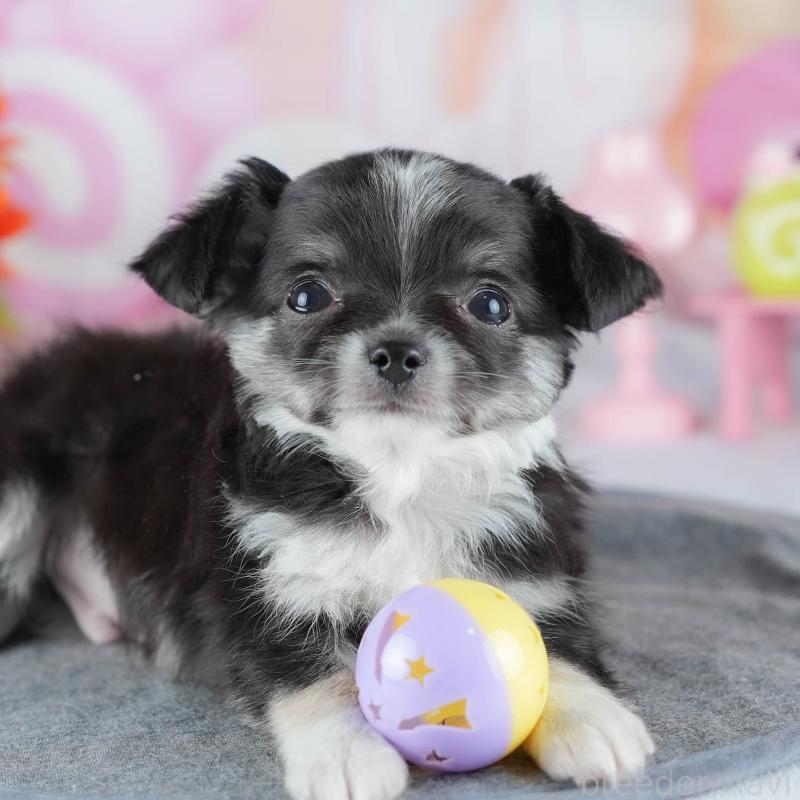 販売中の茨城県のチワワ(ロングコート)-441930