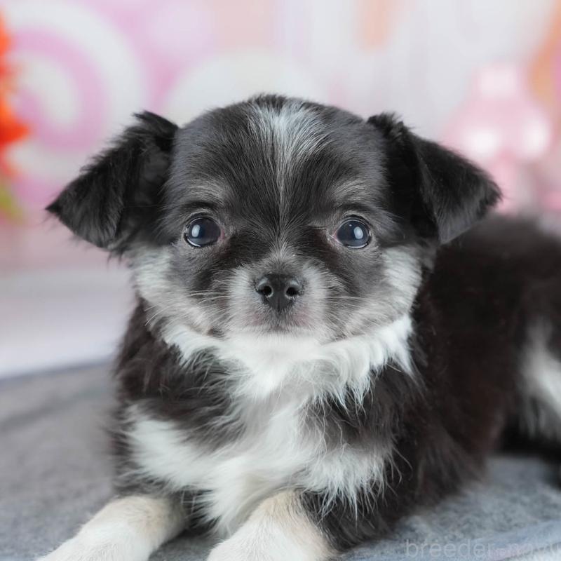 販売中の茨城県のチワワ(ロングコート)-441930の11枚目