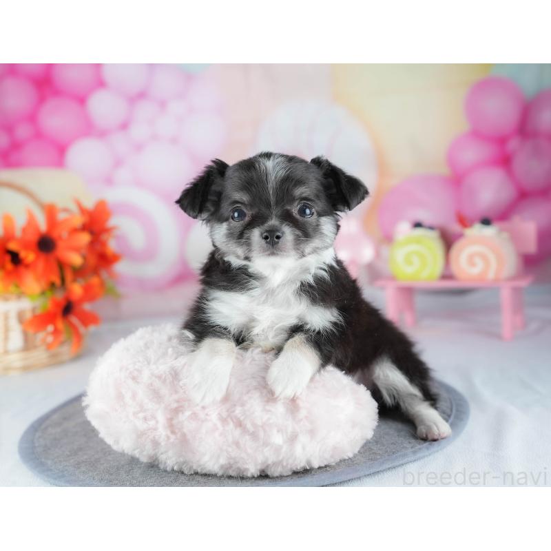 販売中の茨城県のチワワ(ロングコート)-441930の10枚目