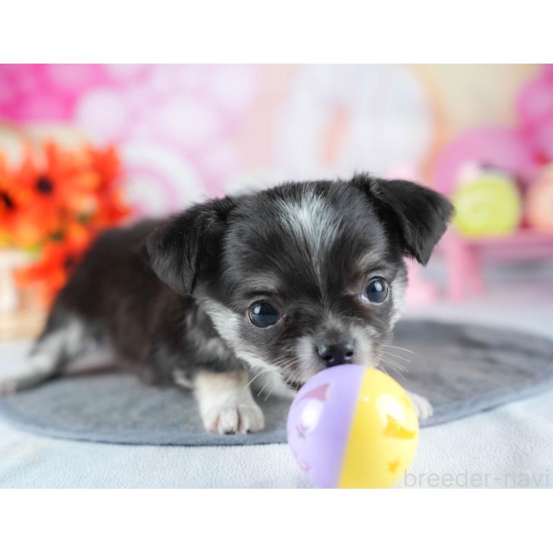 販売中の茨城県のチワワ(ロングコート)-441930の9枚目