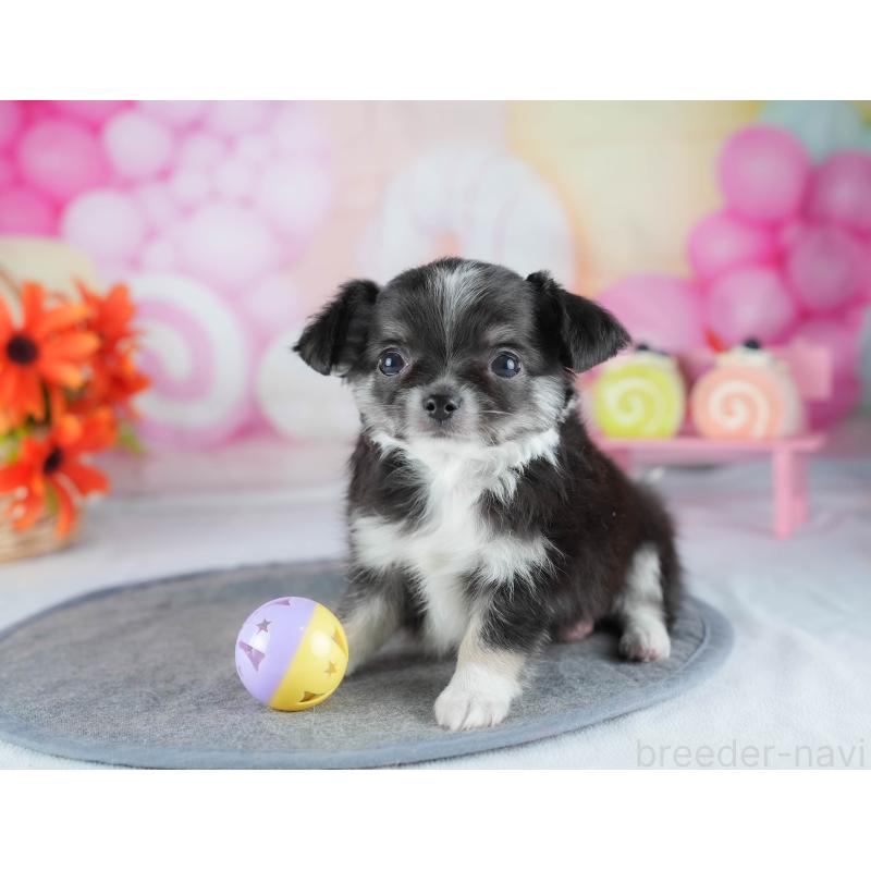 販売中の茨城県のチワワ(ロングコート)-441930の8枚目