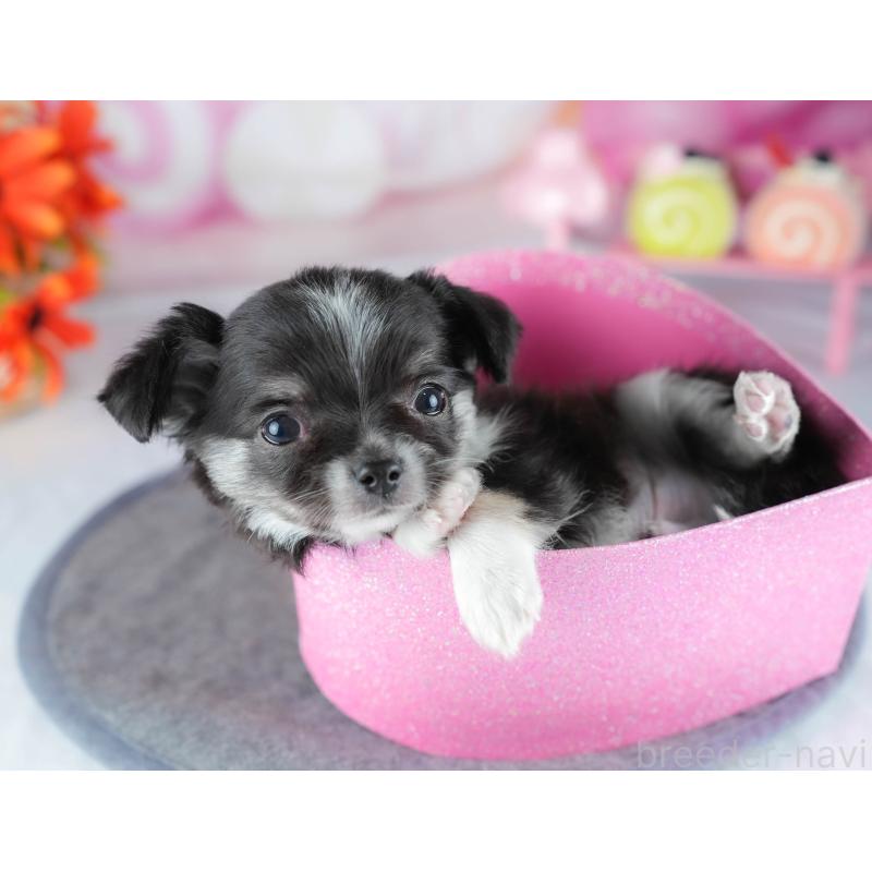 販売中の茨城県のチワワ(ロングコート)-441930の7枚目