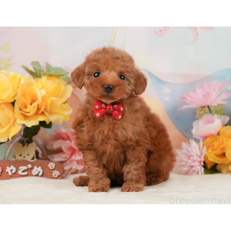 販売中の静岡県のタイニープードル-442015の10枚目