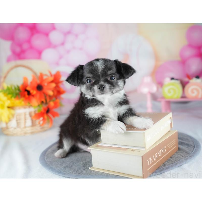 販売中の茨城県のチワワ(ロングコート)-441930の6枚目