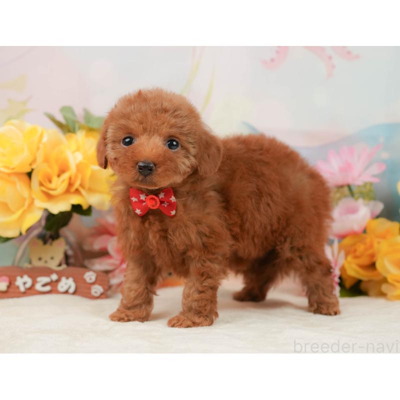 販売中の静岡県のタイニープードル-442015の9枚目