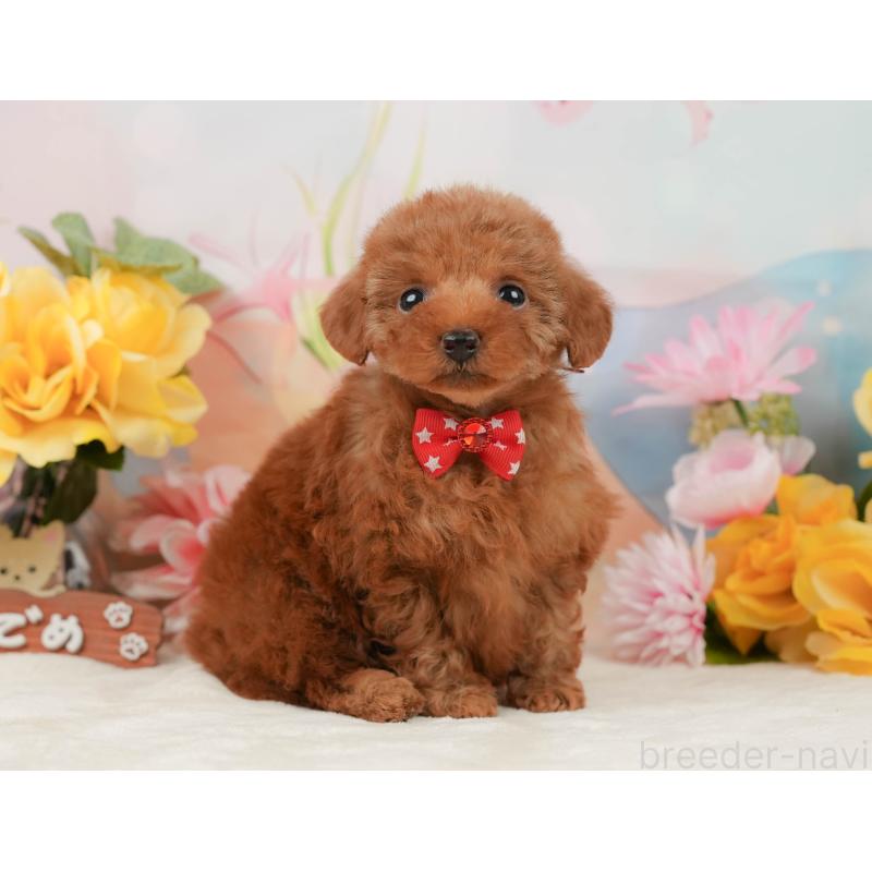 販売中の静岡県のタイニープードル-442015の6枚目