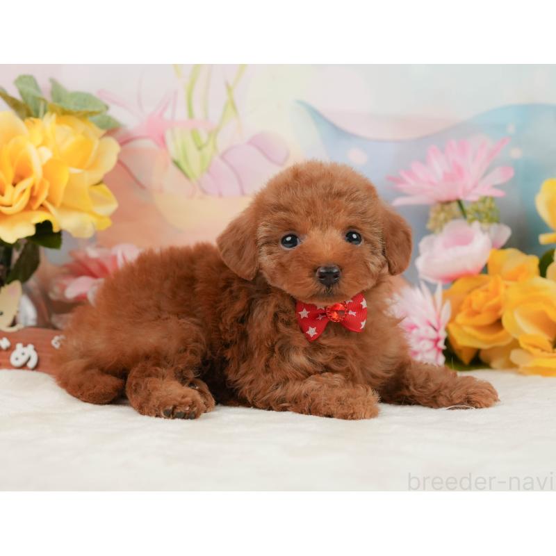 販売中の静岡県のタイニープードル-442015の5枚目