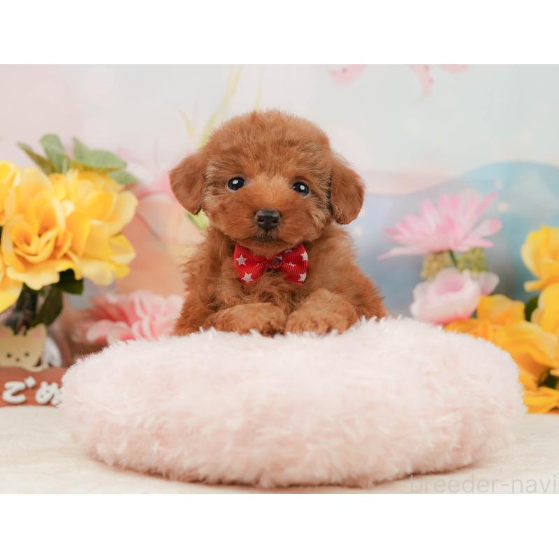 販売中の静岡県のタイニープードル-442015の4枚目