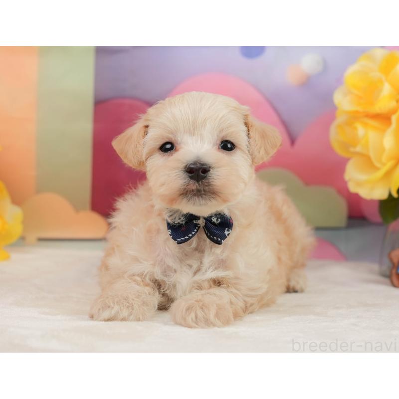 販売中の静岡県のマルプー:マルチーズ×トイプードル-442011の10枚目