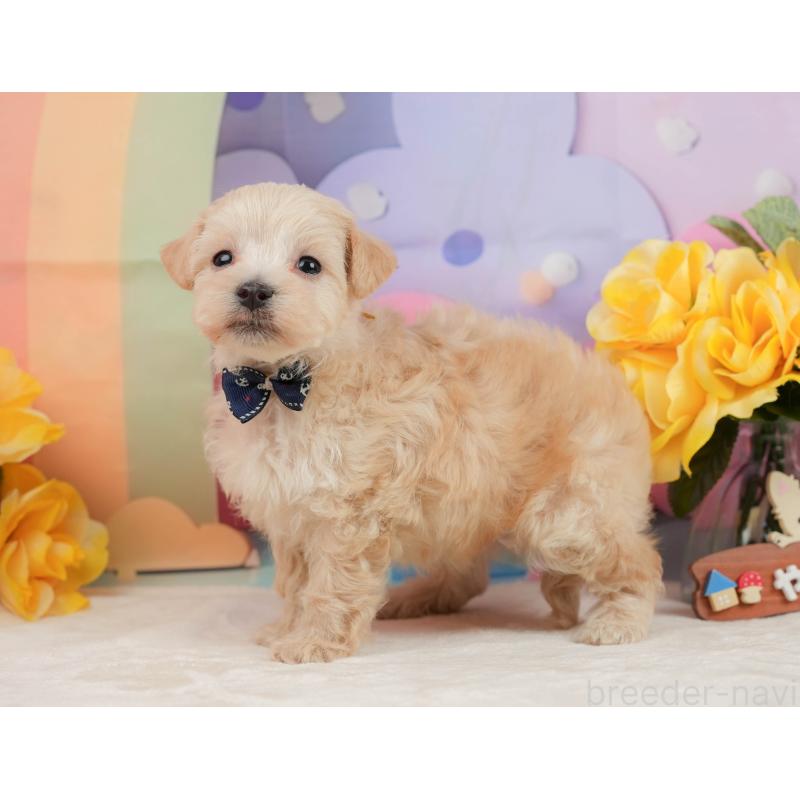 販売中の静岡県のマルプー:マルチーズ×トイプードル-442011の9枚目