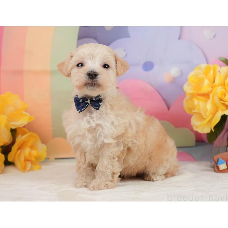 販売中の静岡県のマルプー:マルチーズ×トイプードル-442011の8枚目