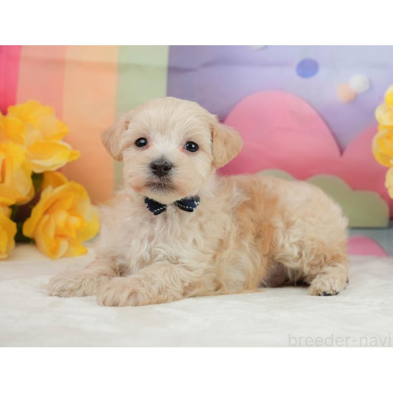 販売中の静岡県のマルプー:マルチーズ×トイプードル-442011の7枚目