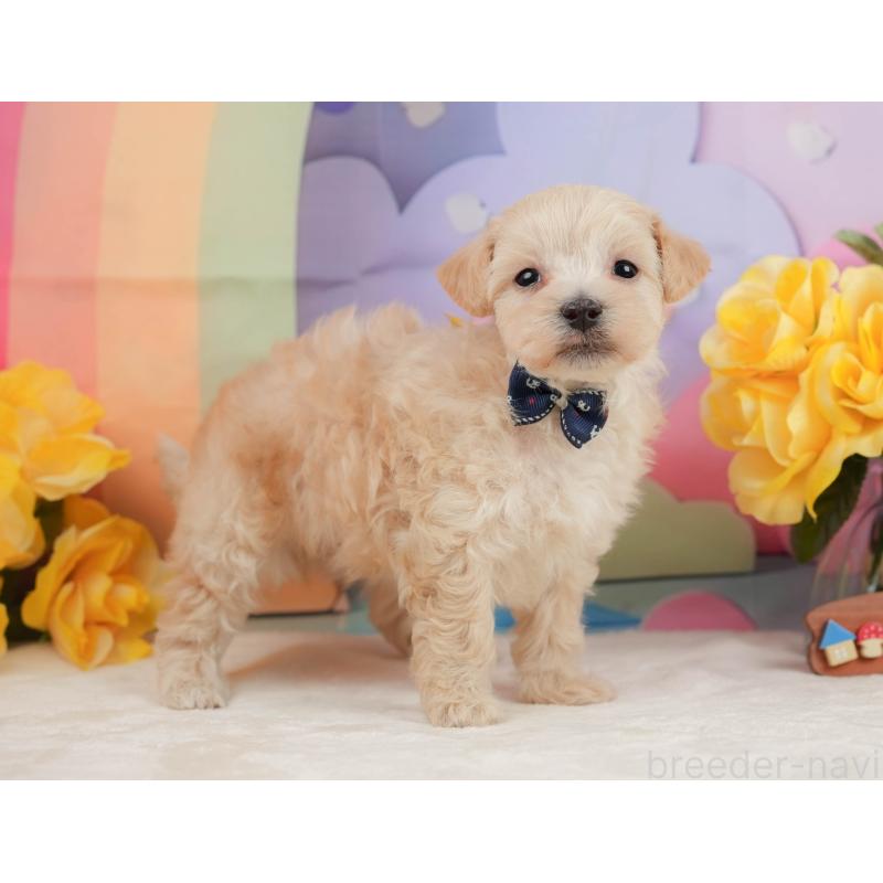 販売中の静岡県のマルプー:マルチーズ×トイプードル-442011の6枚目