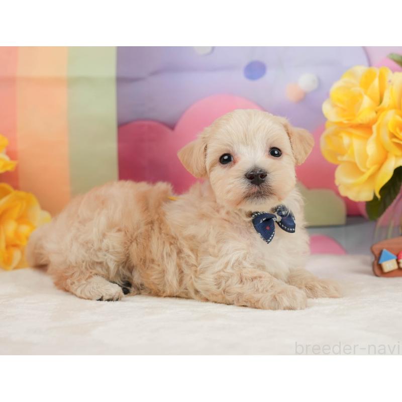 販売中の静岡県のマルプー:マルチーズ×トイプードル-442011の5枚目