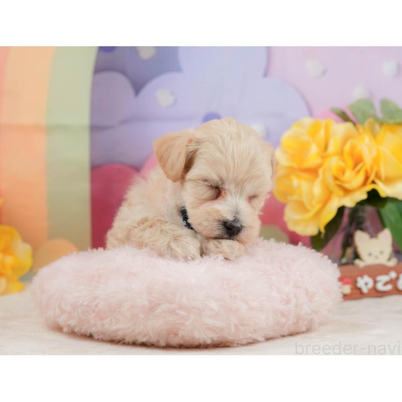 販売中の静岡県のマルプー:マルチーズ×トイプードル-442011の4枚目