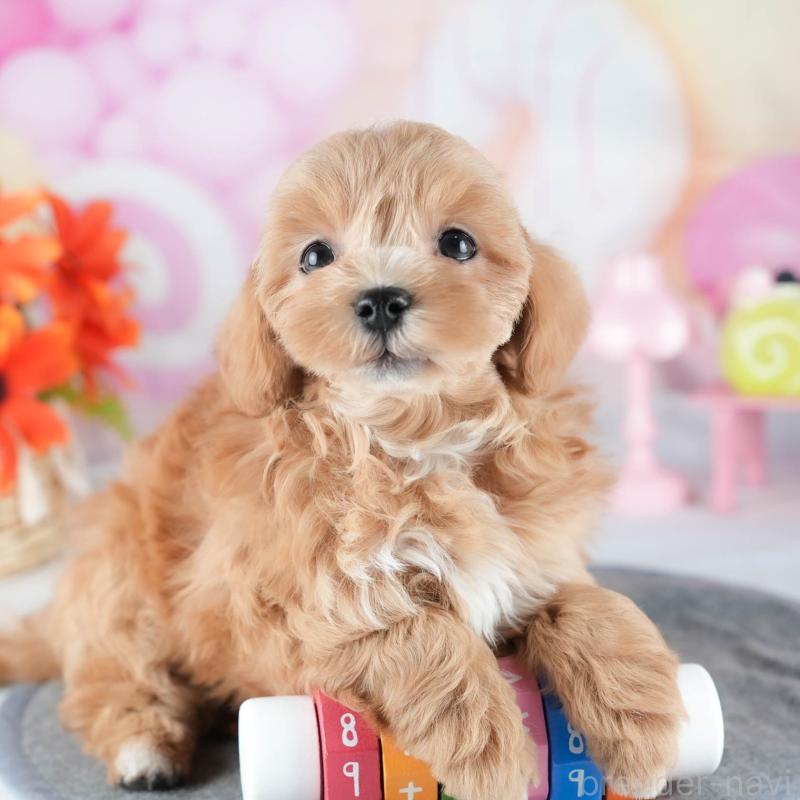 販売中の茨城県のミックス犬-441914の11枚目