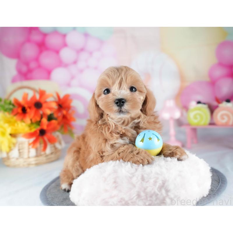 販売中の茨城県のミックス犬-441914の10枚目