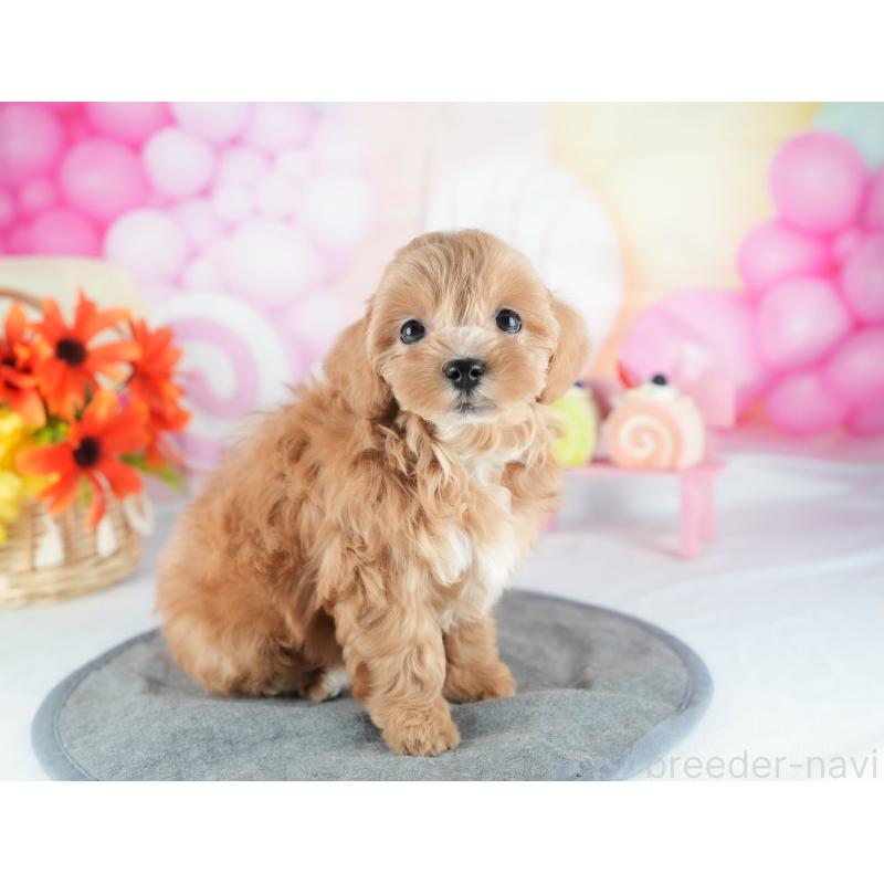 販売中の茨城県のミックス犬-441914の9枚目