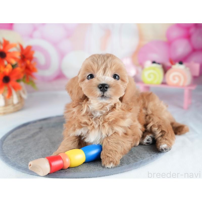 販売中の茨城県のミックス犬-441914の7枚目