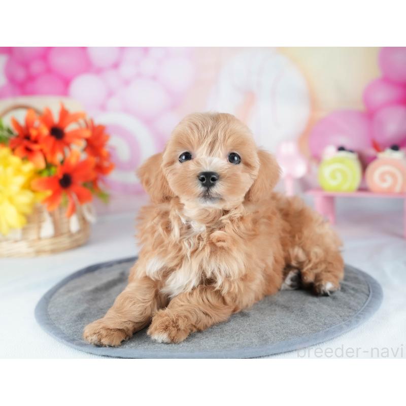 販売中の茨城県のミックス犬-441914の6枚目