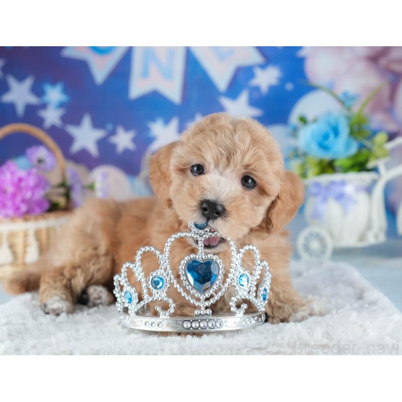 販売中の茨城県のミックス犬-441907の7枚目