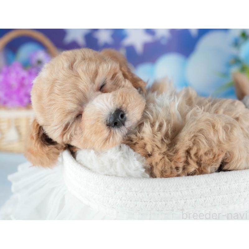 販売中の茨城県のミックス犬-441907の6枚目