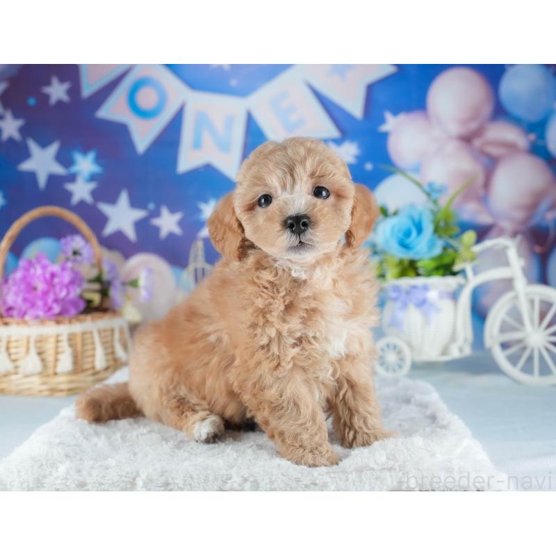 販売中の茨城県のミックス犬-441907の5枚目