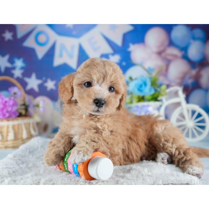 販売中の茨城県のミックス犬-441907の4枚目