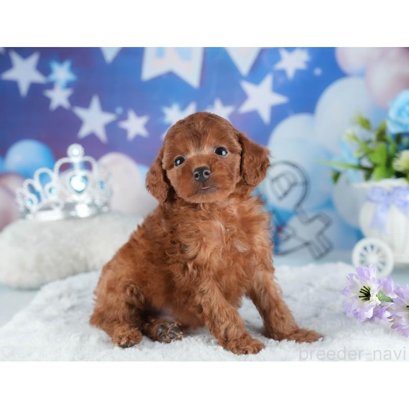 販売中の茨城県のトイプードル-441902の10枚目