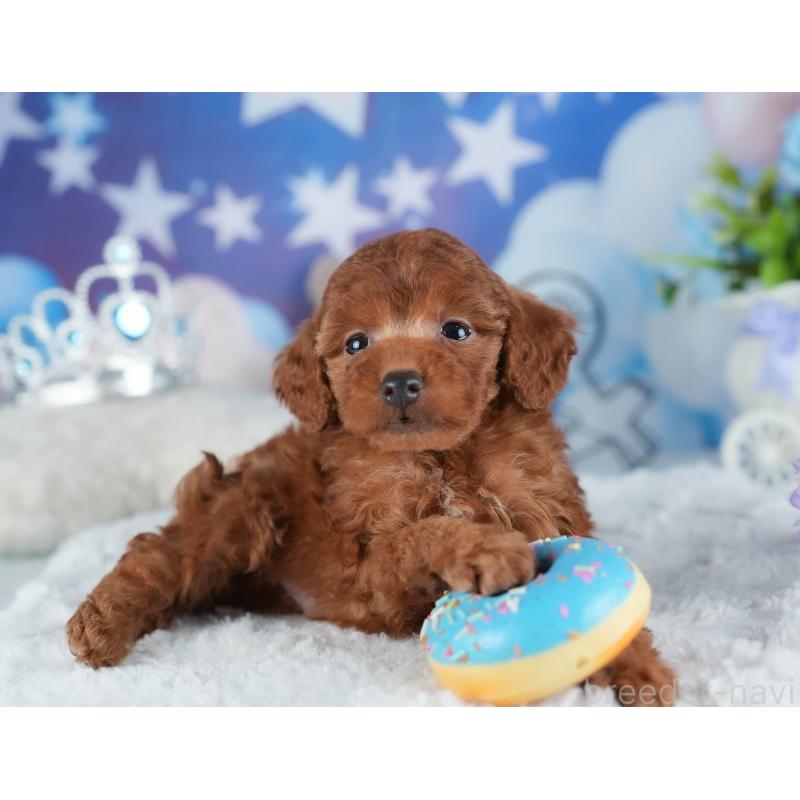 販売中の茨城県のトイプードル-441902の9枚目