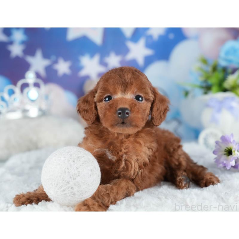 販売中の茨城県のトイプードル-441902の8枚目