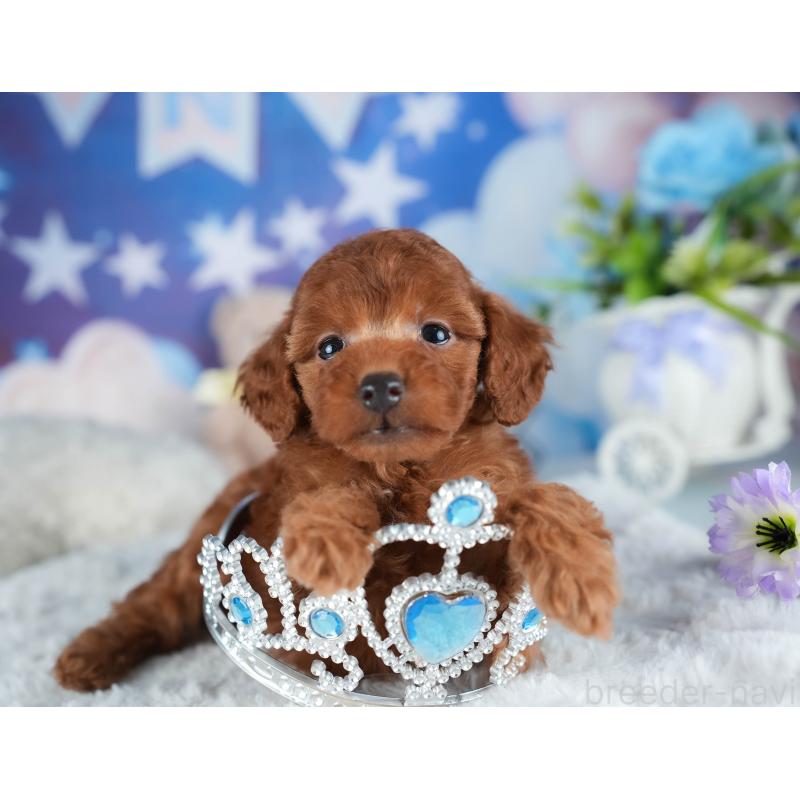 販売中の茨城県のトイプードル-441902の7枚目