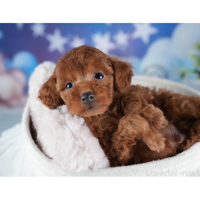 販売中の茨城県のトイプードル-441902の6枚目