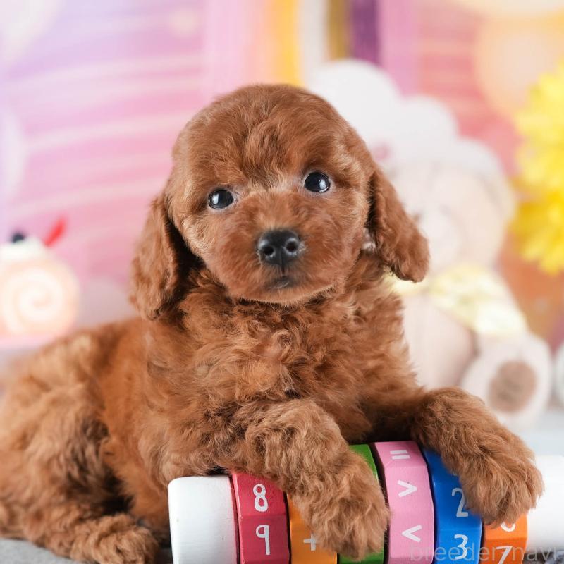 販売中の茨城県のトイプードル-441897の11枚目