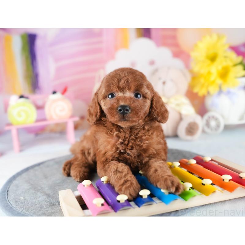 販売中の茨城県のトイプードル-441897の10枚目