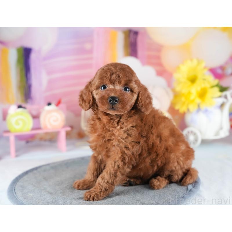 販売中の茨城県のトイプードル-441897の9枚目