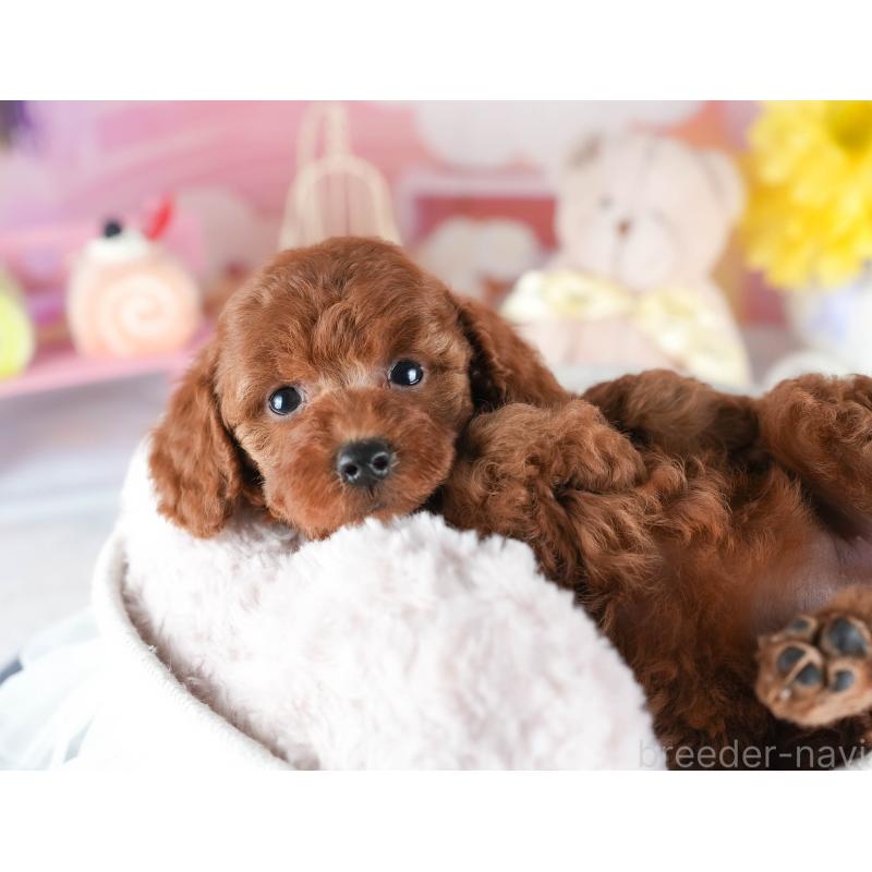 販売中の茨城県のトイプードル-441897の7枚目