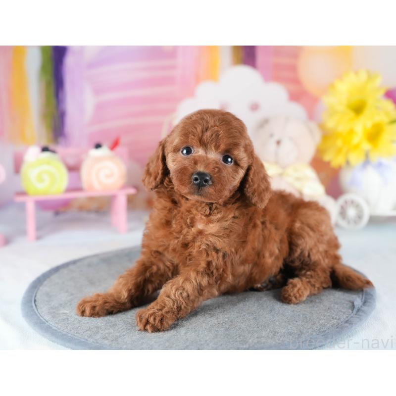 販売中の茨城県のトイプードル-441897の6枚目