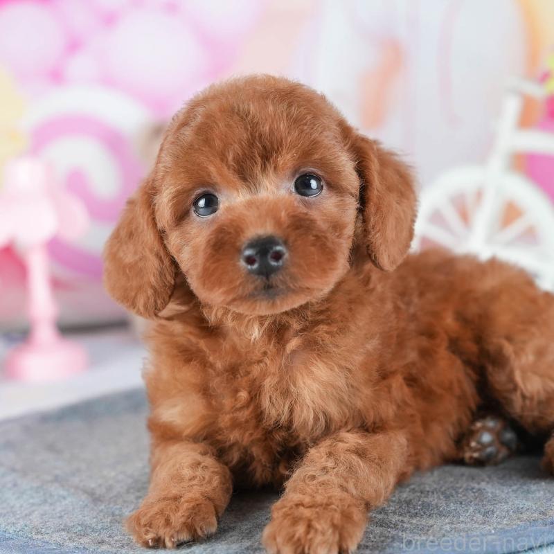 販売中の茨城県のトイプードル-441896の11枚目