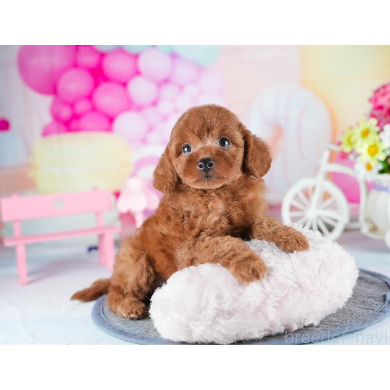 販売中の茨城県のトイプードル-441896の10枚目