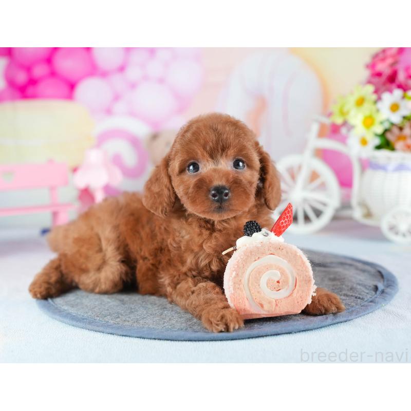 販売中の茨城県のトイプードル-441896の9枚目