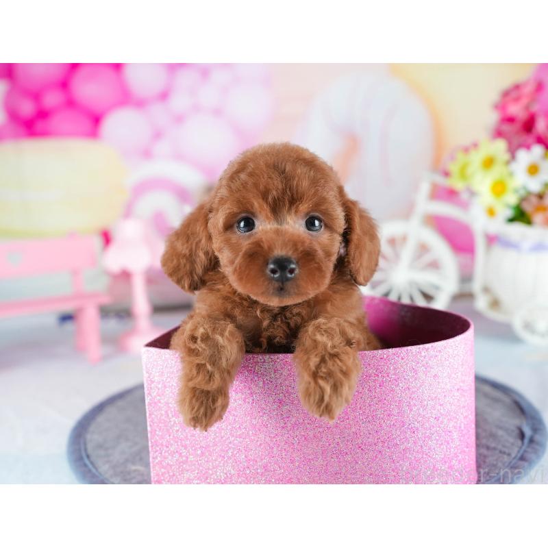 販売中の茨城県のトイプードル-441896の8枚目